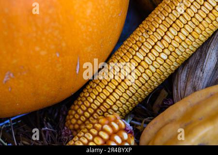 Eine Herbstszene mit getrockneten Maisstängeln, Heu und einer Vielzahl von Kürbissen in Orange- und Gelbtönen in einer ländlichen Umgebung Stockfoto