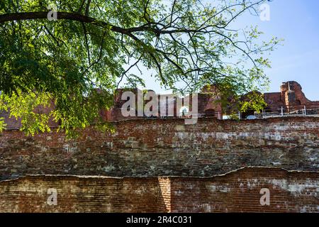 Ein ausgewachsener Baum, der hoch neben einer Ziegelmauer steht, mit seinen Zweigen und Blättern, die nach oben in den Himmel reichen Stockfoto