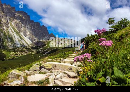 Ein wunderschöner Blick auf die hohe Tatra mit blühenden Blumen im Tal. Slowakei. Stockfoto