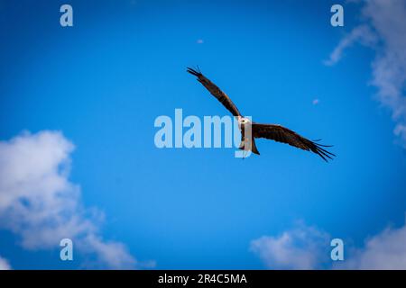 Ein majestätischer Greifvogel ist im Flug vor dem Hintergrund flauschiger weißer Wolken in einem atemberaubenden blauen Himmel zu sehen Stockfoto