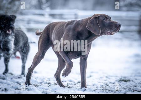 Zwei fröhliche Hunde laufen durch die schneebedeckte Landschaft, einer mit freudigen Ohren Stockfoto