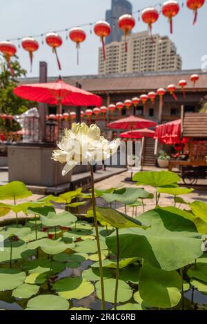 Lotusblumen in Lhong 1919, einer Touristenattraktion am Westufer des Chao Phraya River, Bangkok, Thailand. Stockfoto