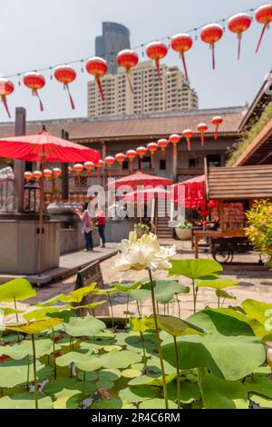 Lotusblumen in Lhong 1919, einer Touristenattraktion am Westufer des Chao Phraya River, Bangkok, Thailand. Stockfoto