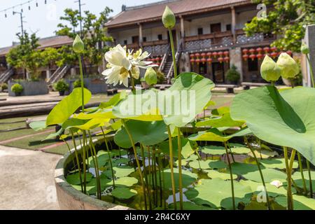 Lotusblumen in Lhong 1919, einer Touristenattraktion am Westufer des Chao Phraya River, Bangkok, Thailand. Stockfoto