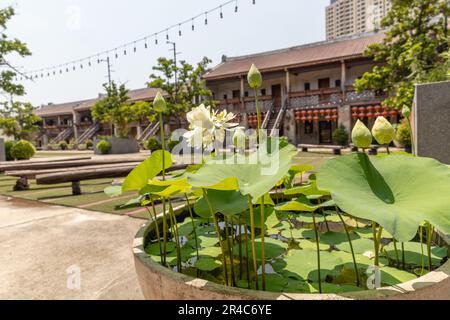 Lotusblumen in Lhong 1919, einer Touristenattraktion am Westufer des Chao Phraya River, Bangkok, Thailand. Stockfoto