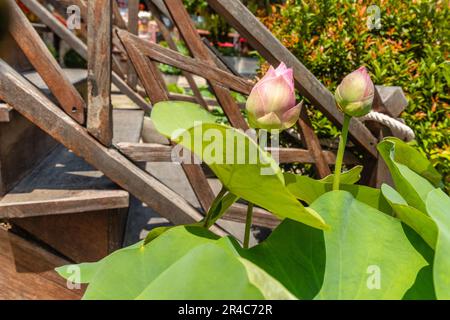 Lotusblumen in Lhong 1919, einer Touristenattraktion am Westufer des Chao Phraya River, Bangkok, Thailand. Stockfoto