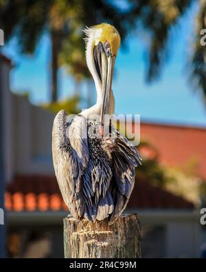 Ein einzelner Pelikan auf einem Holzpfosten, der die Umgebung überwacht Stockfoto