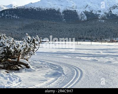 Ein junger Erwachsener mit Skiausrüstung, der auf einem schneebedeckten Hügel vor einem Pinienwald steht Stockfoto