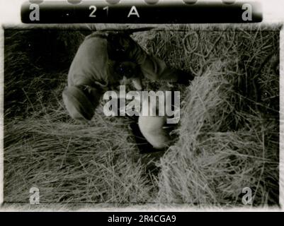 Der SS-Fotograf Ahrens nimmt die Intensität und Brutalität der Kavallerie-Operationen in Russland im Mai und Juni 1943 auf und bietet durch seine Linse einen gespenstischen Einblick in die düsteren Realitäten des Krieges. Hochrangige Offiziere in Kleideruniformen mit Auszeichnungen, verwundete Soldaten im Kriegskrankenhaus; Soldaten mit russischen Zivilisten; Preisverleihungen, Landschaften, Sägewerk, Terrain-Tisch-Übungen, Kampfpositionen, Soldaten entspannen und schwimmen, Infanterie-Truppentraining, Propagandamaterial, das an russische Zivilisten verteilt wird, brennendes Dorf, Sturmgewehreinheit, Kasernen-Szenen. Dargestellte Bilder Stockfoto