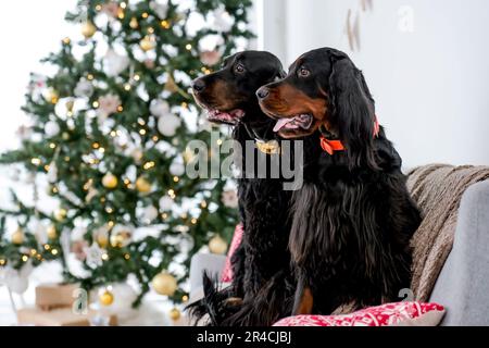 Zwei Setter-Hunde zu Weihnachten sitzen zu Hause auf dem Sofa mit Weihnachtsbaum und Lichtern im Hintergrund zu Silvester. Hundetiere in den Weihnachtsfeiertagen zusammen Stockfoto