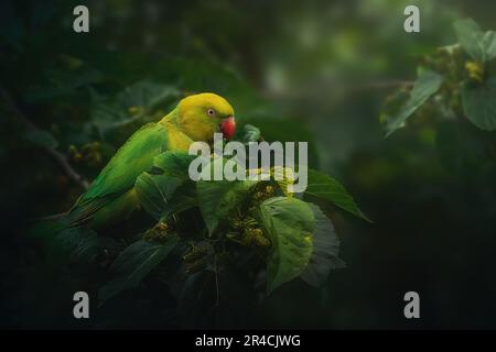 Weiblicher Ringhalssittich in einem Baum Stockfoto