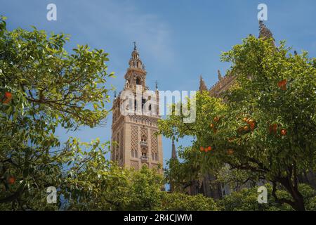 La Giralda (Turm der Kathedrale von Sevilla) im Patio de los Naranjos (Innenhof mit Orangenbäumen) - Sevilla, Andalusien, Spanien Stockfoto