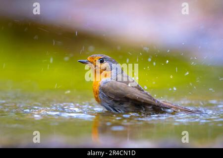 European Robin Erithacus rubecula Bird cleaning in Water Stockfoto