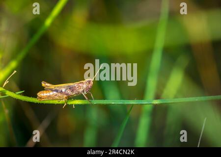 Nahaufnahme eines erwachsenen, braunen, europäischen Rupus-Grashüpfer, männlich, Gomphocerippus rufus, hoch oben im Gras Stockfoto