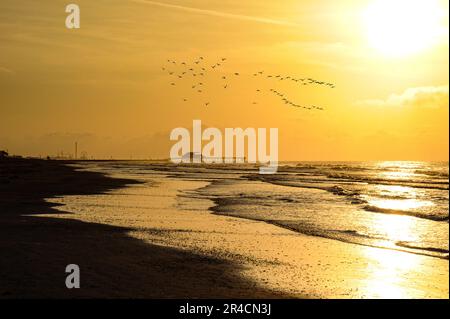 Auf Galveston Island in Texas schwingt ein Schwarm Möwen über das Wasser. Stockfoto