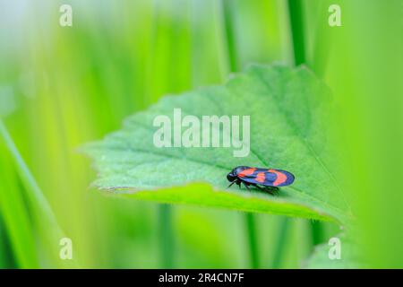 Die Nahaufnahme eines rot-schwarzen Froghopper, Cercopis Vulnerata, wandert und klettert in grünem Gras. Stockfoto