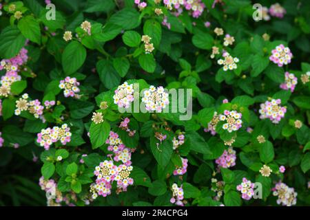 Westindische Lantana-Blumen mit grünen Blättern im Garten Stockfoto