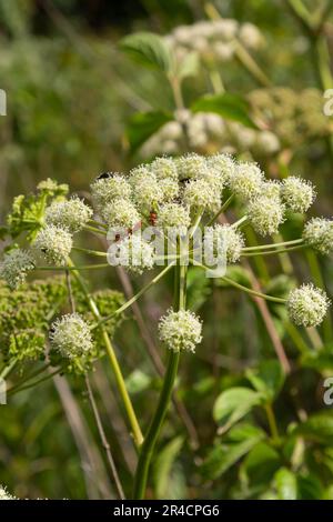 Heracleum sosnovskyi große Giftpflanze blüht. Heilpflanze Hogweed Heracleum sphondylium. Stockfoto