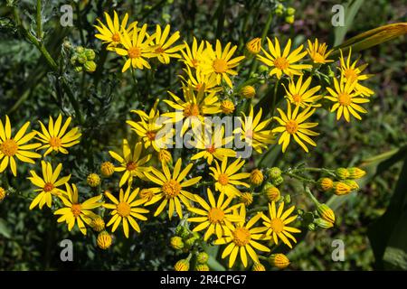 Gelb blühende Pflanzen von Ragwort, Jacobaea vulgaris am frühen Morgen am sonnigen Tag mit blauem Himmel in der Sommersaison Nahaufnahme. Stockfoto