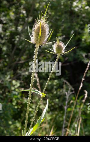 Blumen aus wildem Teesel im Herbst, auch Dipsacus fullonum oder wilde Karde genannt, ausgewählter Fokus, Bokeh. Stockfoto