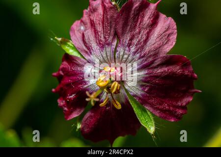 Dunkelviolette duskige Blumen im Garten, selektiver Fokus mit grünem Bokeh-Hintergrund - Geranium faeum. Stockfoto