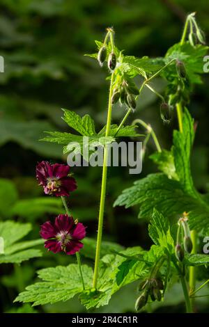 Dunkelviolette duskige Blumen im Garten, selektiver Fokus mit grünem Bokeh-Hintergrund - Geranium faeum. Stockfoto