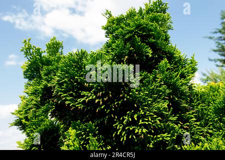 Hinoki Cypress, Green, False Cypress, Chamaecyparis „Nana Gracilis“ Stockfoto