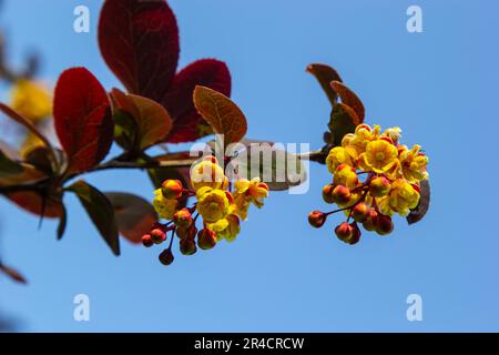 Berberis thunbergii, japanischer Barbeer-Zierstrauch, eine Gruppe wunderschöner kleiner gelber Blütenblüten in Blüte, lila rötliche Blätter. Stockfoto