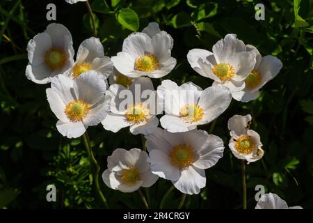 Weiße Frühlingsblumen auf grünem Rasen. Weiße Anemonblüten. Anemone Sylvestris, Schneepflug Anemone, Windblume. Stockfoto