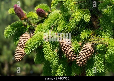 Picea „Acrocona“, Kaiserfichte, Picea abies „Acrocona“, Spruce-Zapfen Stockfoto