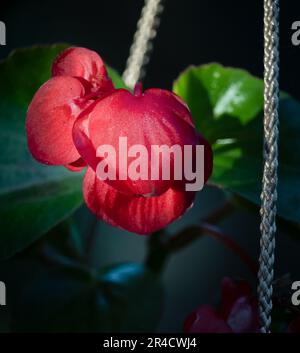 Ein einsamer roter Wachs Begonia, Begonia cuculluta, in der Sonne mit einem grünen und dunklen Vignettenhintergrund im Frühling oder Sommer, Lancaster, Pennsylvania Stockfoto