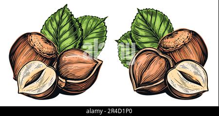 Reife Haselnüsse mit grünen Blättern. Nuss-Geschmackszutat. Farbvektordarstellung Stock Vektor