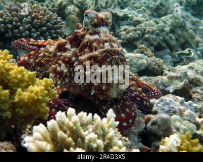 Octopus Octopoda. Octopus cyanea. Die Grundfarbe ist violett braun, kann aber variieren. Zwei mehr oder weniger konvex umrissene dunkle Flecken auf der Haut, die sich verbinden Stockfoto