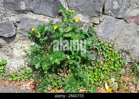 Unkraut wächst in Rissen in Steinwänden und Gehwegen Stockfoto