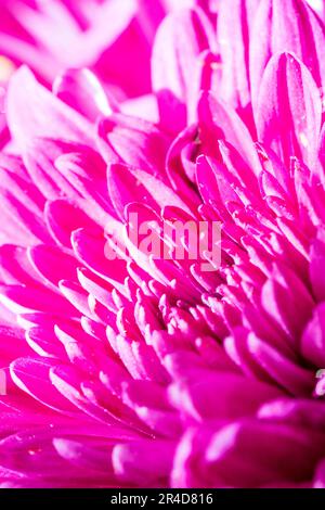 Nahaufnahme des rosafarbenen Blumenkopfes mit der Scheibe mit den Samen, der Stigmatisierung, den Scheibenblumen und einigen weiteren Rohren, Stockfoto