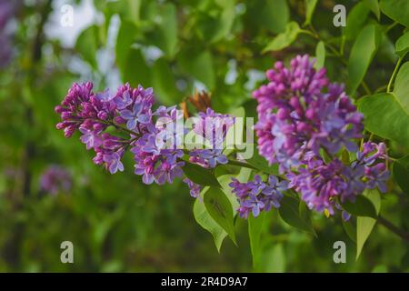 Blühende Fliederäste im Nahbereich. Üppige Fliederblüte. Selektiver Fokus. Stockfoto