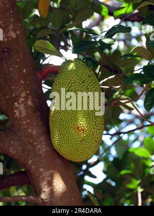 Die Jackfrucht ist noch auf dem Baum. Jackfrucht (Artocarpus heterophyllus), Jackfrucht wird häufig in der asiatischen Küche verwendet. Stockfoto