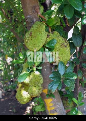 Die Jackfrucht ist noch auf dem Baum. Jackfrucht (Artocarpus heterophyllus), Jackfrucht wird häufig in der asiatischen Küche verwendet. Stockfoto