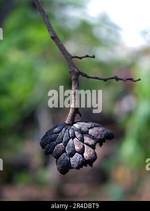 Die getrockneten Srikaya-Früchte sind schwarz und hängen am Baum Stockfoto