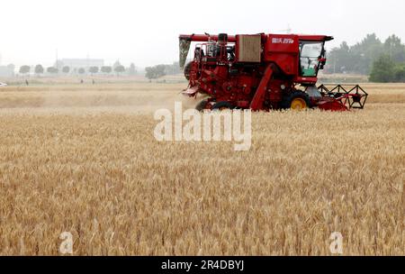 Zaozhuang, China. 27. Mai 2023. ZAOZHUANG, CHINA - 27. MAI 2023 - Ein Landwirt fährt einen Erntemaschinen, um Weizen auf einem Weizenfeld im Dorf Tianzhuang, Stadt Zaozhuang, Provinz Shandong in Ostchina, zu ernten, 27. Mai 2023. (Foto: Costfoto/NurPhoto) Guthaben: NurPhoto SRL/Alamy Live News Stockfoto