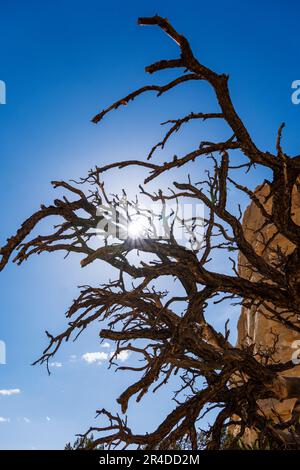 Hinterleuchtete tote pinon-Baumgliedmaßen; Grosvenor Arch; Grand Staircase - Escalante National Monument; Utah; USA Stockfoto