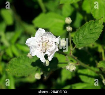 Single, weiße Hunderose, Rosa canina, Cardiff. Aufgenommen Am 2023. Mai. Sommer Stockfoto