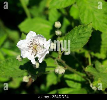 Single, weiße Hunderose, Rosa canina, Cardiff. Aufgenommen Am 2023. Mai. Sommer Stockfoto