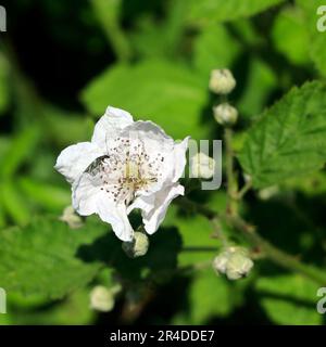 Single, weiße Hunderose, Rosa canina, Cardiff. Aufgenommen Am 2023. Mai. Sommer Stockfoto