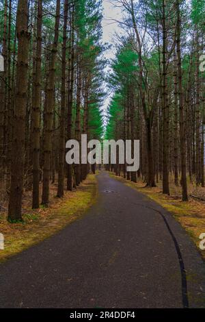 Eine idyllische Szene einer ländlichen Feldstraße, die sich durch einen üppigen Wald mit hohen immergrünen Kiefern schlängelt Stockfoto