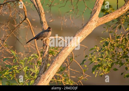 Ein grauer Katzenvogel, Dumetella carolinensis, sitzt an einem Frühlingsabend in Iowa in einem Fliederbaum. Stockfoto