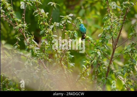 Verditer-Fliegenfänger-Vogel, Eumyias thalassinus, Old World-Fliegenschnäpper, im Himalaya mit Schatten aus Kupfersulfat-Blau und dunklem Fleck zwischen den Augen. Stockfoto