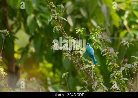 Verditer-Fliegenfänger-Vogel, Eumyias thalassinus, Old World-Fliegenschnäpper, im Himalaya mit Schatten aus Kupfersulfat-Blau und dunklem Fleck zwischen den Augen. Stockfoto