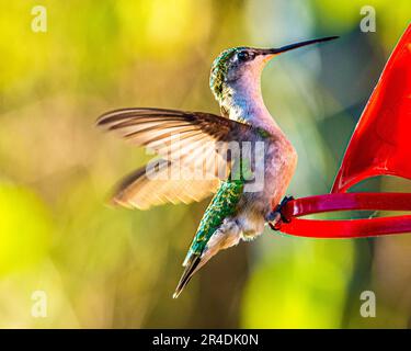 Kolibris. In einem bewachsenen Garten in Barrie Ontario fliegen die kleinsten Vögel zu den bunten Blumen, um sich vom süßen Blütennektar zu ernähren. Stockfoto