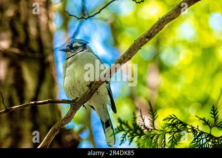 Blauer Jay. Kanadische Vögel. Im kanadischen Wald traf ich einen Vogel, das Symbol von Torontos Blue Jay Baseballteam. Stockfoto